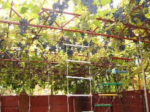 Виноградник над детской площадкой
